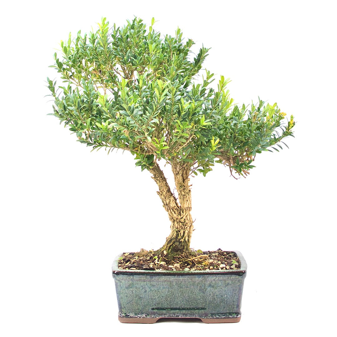 Chinesischer Buchsbaum 'Buxus harlandii'